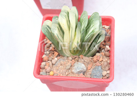 Haworthia truncata Lime Green variegated succulent leaf plant 130280460