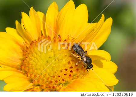 Honeybees sucking nectar from Gaillardia 130280619