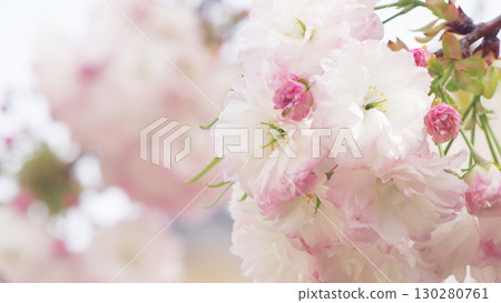 Double cherry blossoms in full bloom 130280761