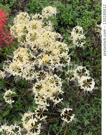 White spider lily_06 130280812