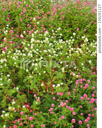 A field landscape in early summer with red clover and white clover blooming A field landscape in early summer with red clover and white clover blooming 130281127