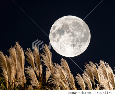 The harvest moon shining in the night sky and ears of silver grass swaying in the wind 130281160