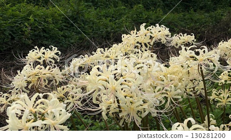 White spider lily_07 White spider lily_07 130281200