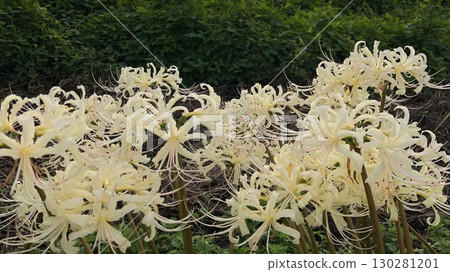 White spider lily_08 White spider lily_08 130281201