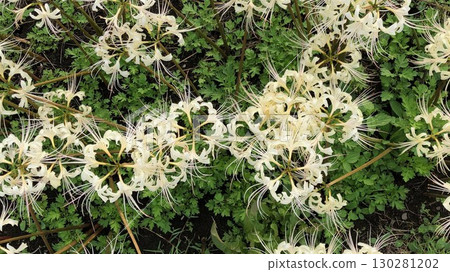 White spider lily_09 130281202