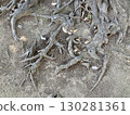 Unique tree roots 130281361