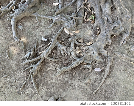 Unique tree roots 130281361