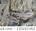 Roots wrapping around a tree trunk 130281362