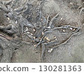 Unique Tree Roots 2 130281363