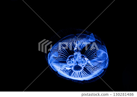 Jellyfish and fish swimming gracefully in the aquarium tank 130281486