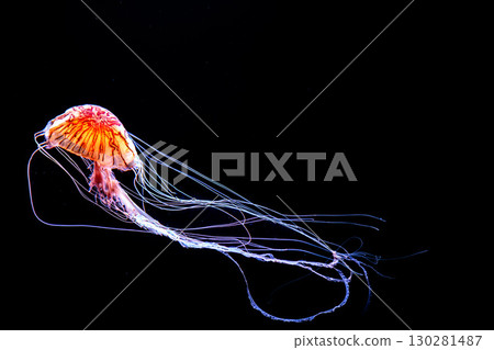 Jellyfish and fish swimming gracefully in the aquarium tank Jellyfish and fish swimming gracefully in the aquarium tank 130281487