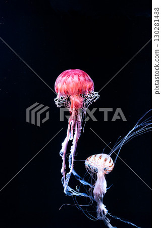 Jellyfish and fish swimming gracefully in the aquarium tank Jellyfish and fish swimming gracefully in the aquarium tank 130281488