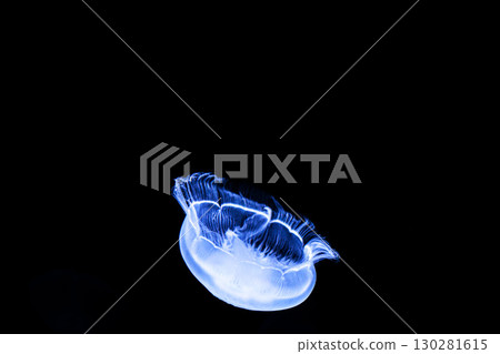 Jellyfish and fish swimming gracefully in the aquarium tank Jellyfish and fish swimming gracefully in the aquarium tank 130281615
