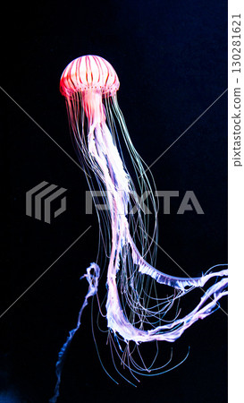 水母和魚在水族箱優雅地遊動 130281621