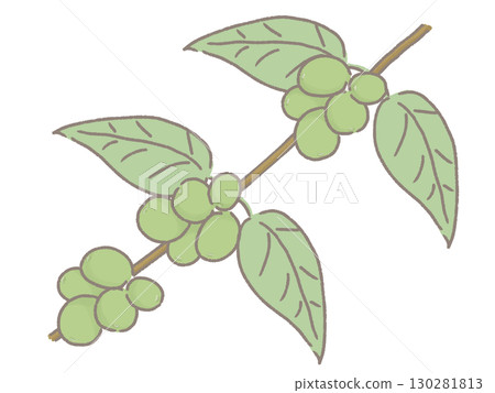 Green coffee cherry illustration Green coffee cherry illustration 130281813