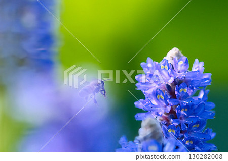 蜜蜂採蜜 蜜蜂採蜜 130282008