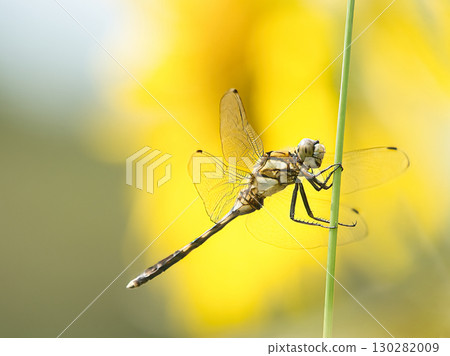 一隻在燈光下閃閃發光的蜻蜓 一隻在燈光下閃閃發光的蜻蜓 130282009