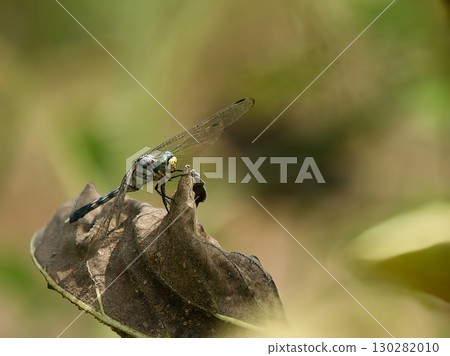 Dragonfly resting its wings 130282010