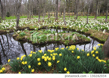 Skunk cabbage and daffodils at Togakushi Botanical Garden in Nagano Prefecture 130282034