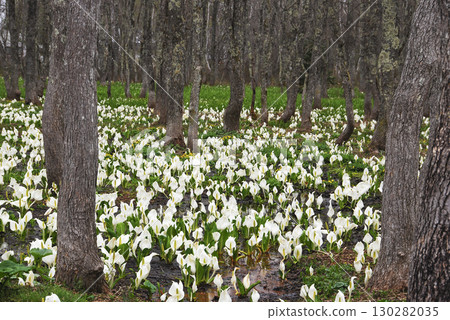 Skunk cabbage at Togakushi Botanical Garden in Nagano Prefecture Skunk cabbage at Togakushi Botanical Garden in Nagano Prefecture 130282035