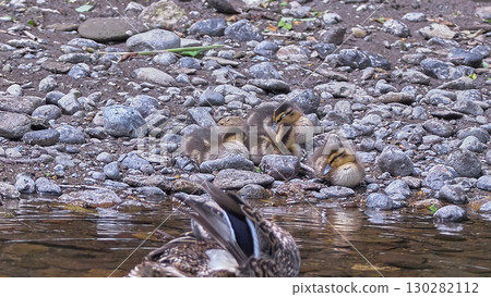 Mallard, young bird, chick, parent and child 130282112