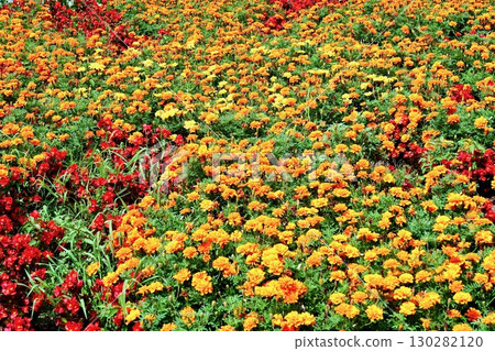 The Hokkaido Government Red Brick Building Flower Bed is a colorful flowerbed centered around marigolds 130282120