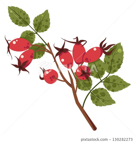 Rosehip Branch Flat Vector Illustration Isolated on White. Wild Berries with Leaves for Nature Sticker, Educational Material, Herbal Product Label, and Botanical Design. Ideal for Print, Eco Branding 130282273