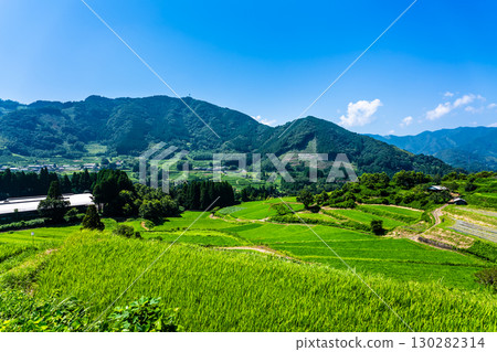 栃又梯田川之堀梯田的新綠（宮崎縣西臼杵郡高千穗町） 130282314