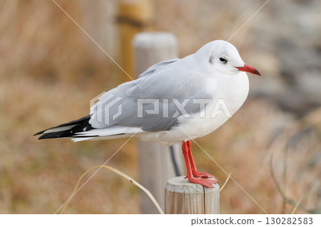 百合海鷗 百合海鷗 130282583