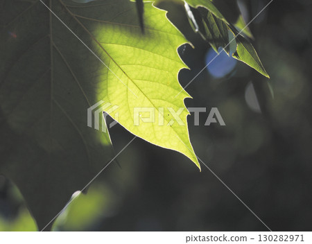 Beautiful tree leaves with veins bathed in sunlight 130282971