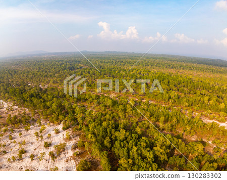 White samet or cajuput trees in wetlands forest at koh prathong island,Phang nga Thailand,Greenery botanic forest,Drone wide angle lens 130283302