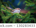 Sparrow sits on a tree branch in the wild 130283433