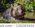 A brown bear splashes water while enjoying a sunny day in a forest pond surrounded by greenery 130283434