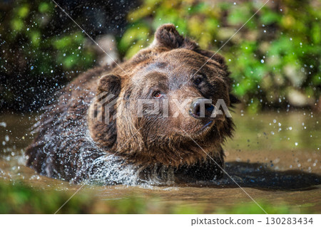 A brown bear splashes water while enjoying a sunny day in a forest pond surrounded by greenery 130283434