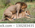 A pair of mating lions in the evening savannah, Kenya 130283435