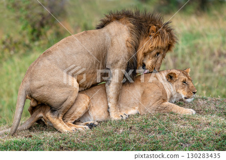 A pair of mating lions in the evening savannah, Kenya 130283435