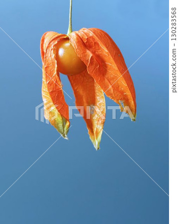 茄科 茄科 130283568