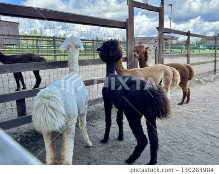 brown, white, and black alpacas on a farm eating hay on a summer day High quality photo 130283984
