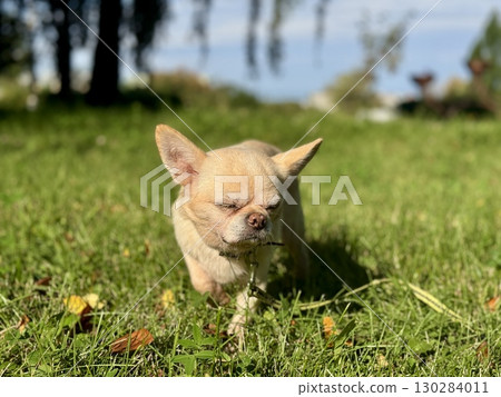 A beige Chihuahua pet on a walk in summer in sunny weather. High quality photo A beige Chihuahua pet on a walk in summer in sunny weather. High quality photo 130284011