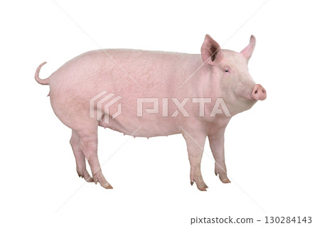 big pig isolated on white background big pig isolated on white background 130284143