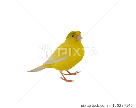 canary isolated on white background 130284145