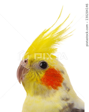 cockatiel parrot isolated on a white background cockatiel parrot isolated on a white background 130284146