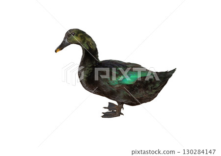 black duck cayuga isolated on white background black duck cayuga isolated on white background 130284147
