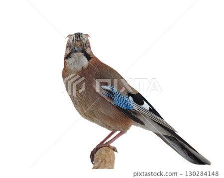 jay isolated on a white background 130284148