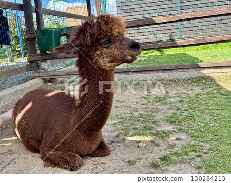 portrait of an alpaca on a farm on a summer day High quality photo 130284213