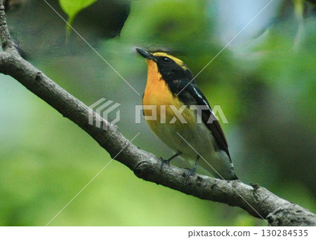 一隻雄性黃喉霸鶲，日本最美麗的野生鳥類之一。 130284535