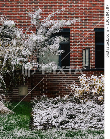 Snow blanketing plants and bushes in front of brick wall residential building with windows, creating picturesque winter urban landscape filled with seasonal charm. Snowy landscape covering brick wall Snow blanketing plants and bushes in front of brick wall residential building with windows, creating picturesque winter urban landscape filled with seasonal charm. Snowy landscape covering brick wall 130284597