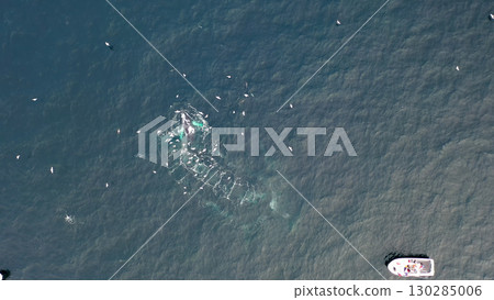 Humpback Whales, Megaptera novaeangliae, Bubble-Net feeding in Donegal Bay, Ireland 130285006