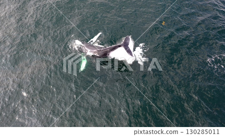 Humpback Whales, Megaptera novaeangliae, blowing and making a big splash with his fluke in Donegal Bay, Ireland Humpback Whales, Megaptera novaeangliae, blowing and making a big splash with his fluke in Donegal Bay, Ireland 130285011