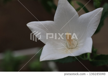 白色風鈴草花的特寫鏡頭 白色風鈴草花的特寫鏡頭 130285040